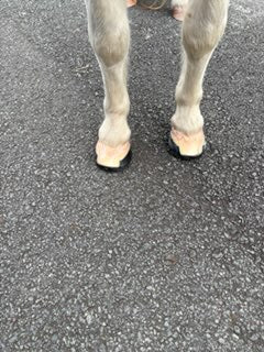 Squish Pads♻️ (pair)