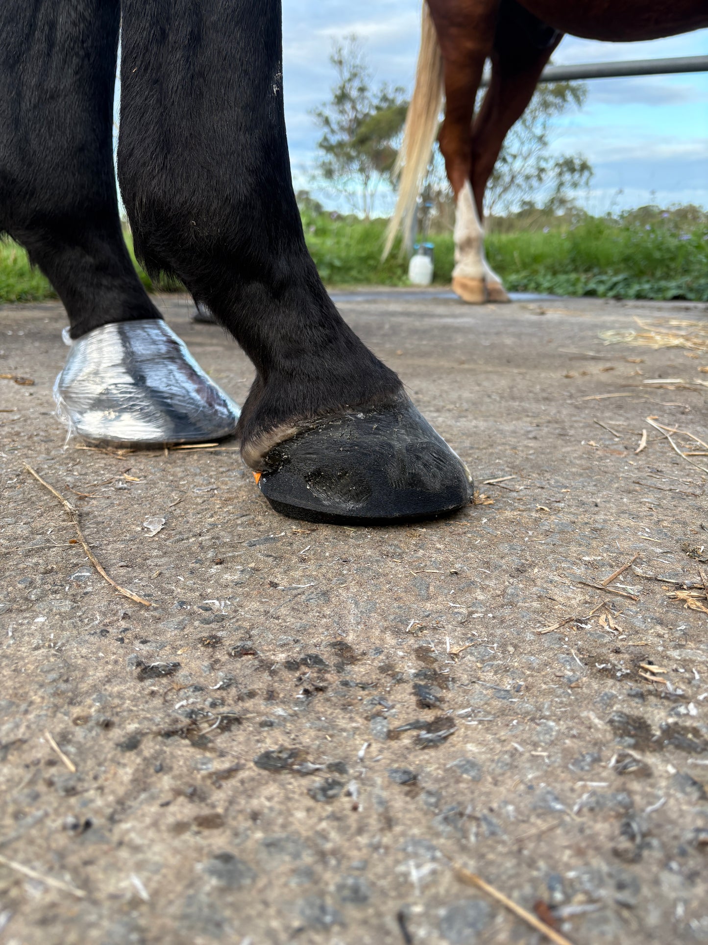 Elliptical Hind Shoe ♻️(pair)