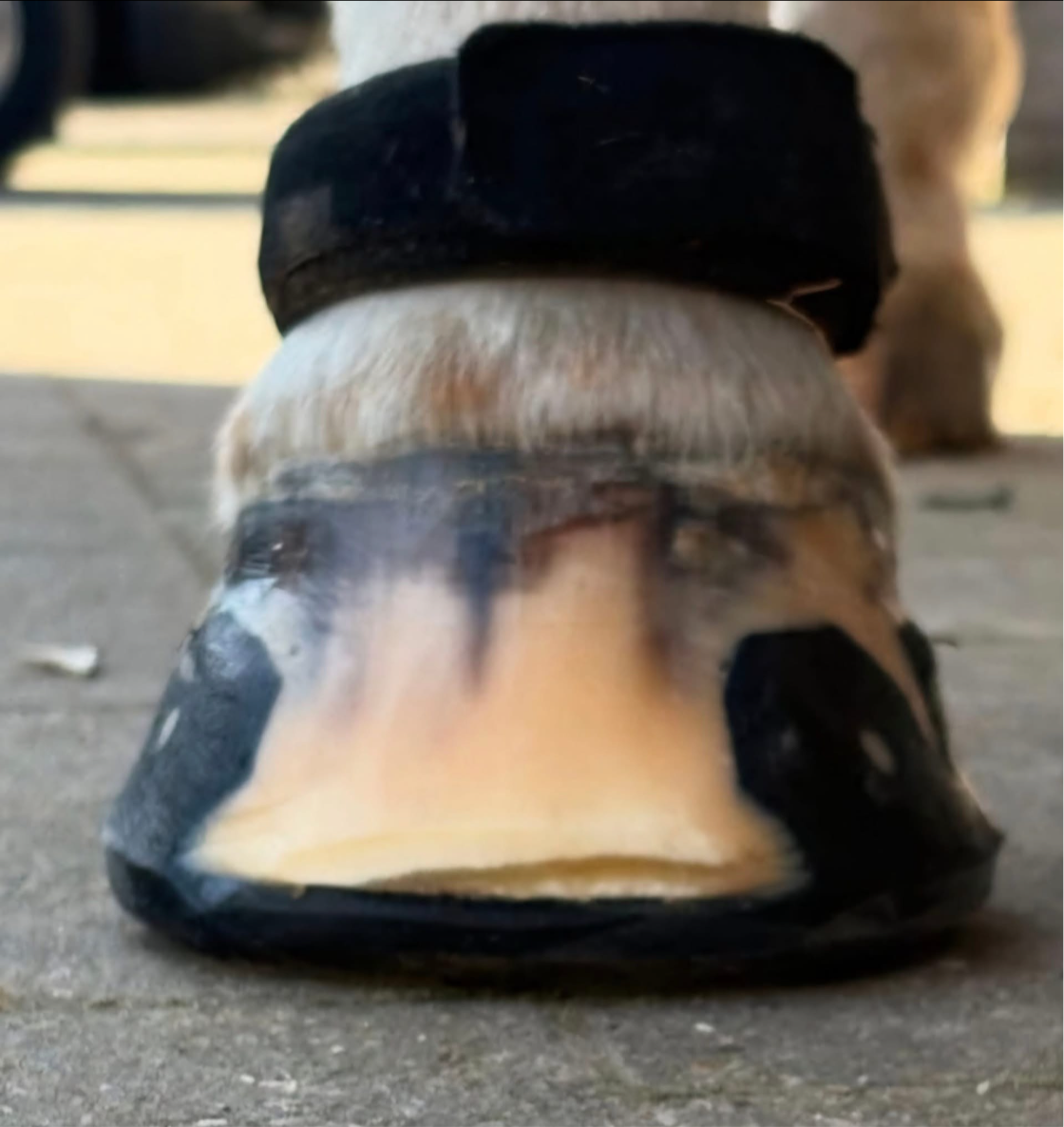 RST Elliptical Front ♻️ (pair)