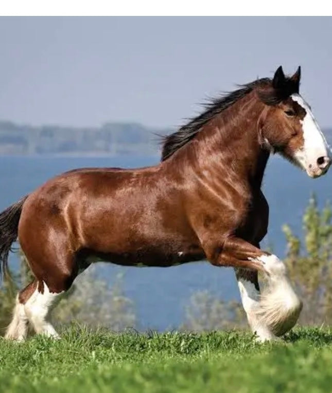 Custom Squish Pads for our larger horses . 7 , 8 & 9 inch ♻️