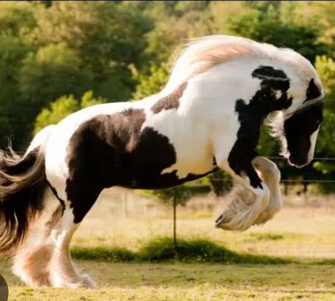 Custom Squish Pads for our larger horses . 7 , 8 & 9 inch ♻️