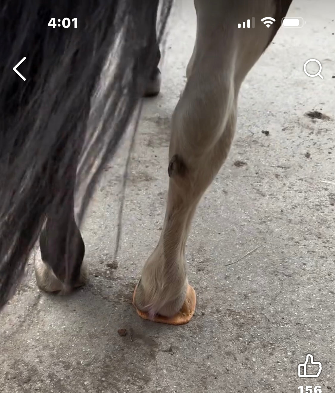 MoreAid Foal Mesh (sold individually)♻️