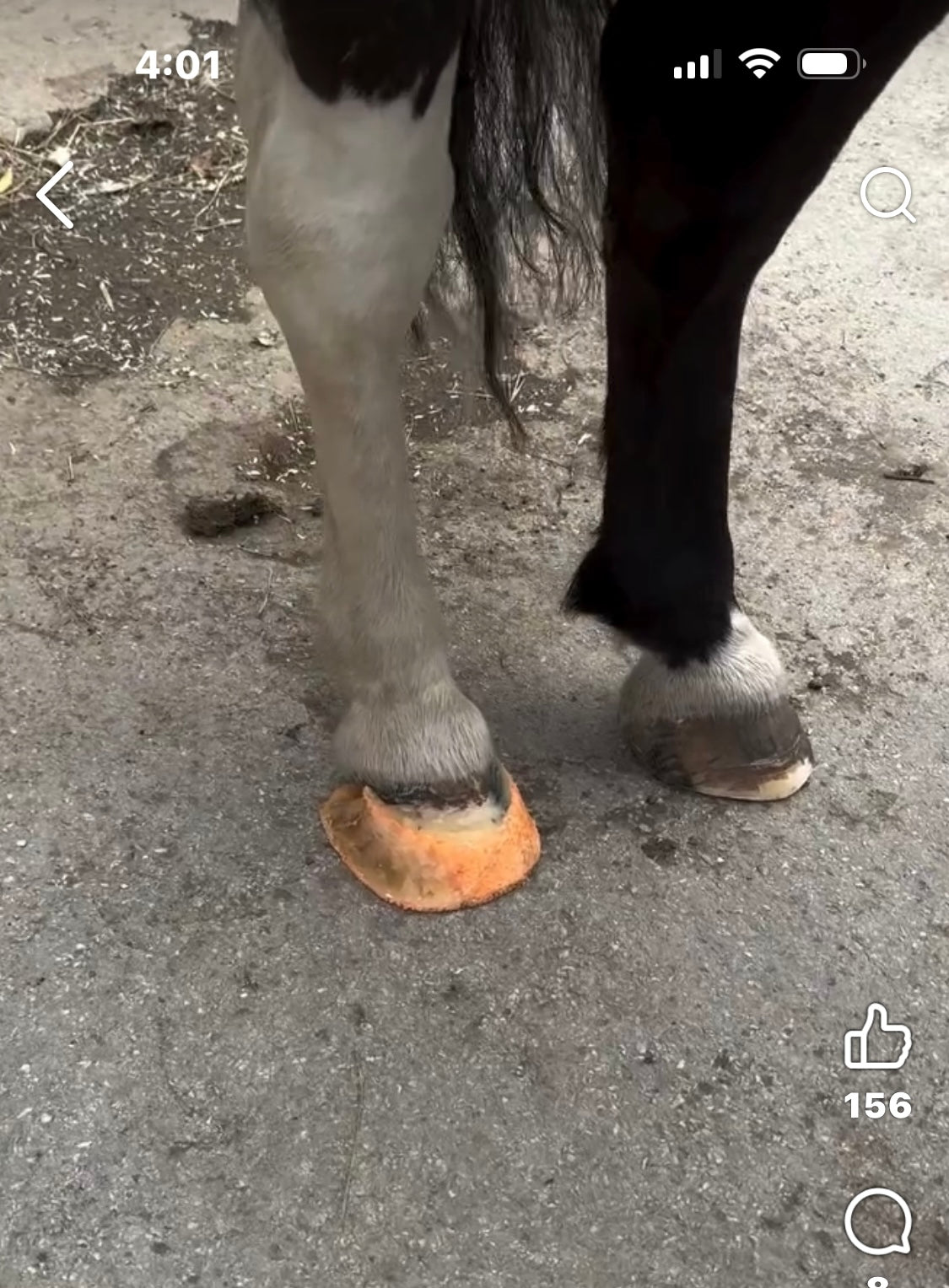 MoreAid Foal Mesh (sold individually)♻️