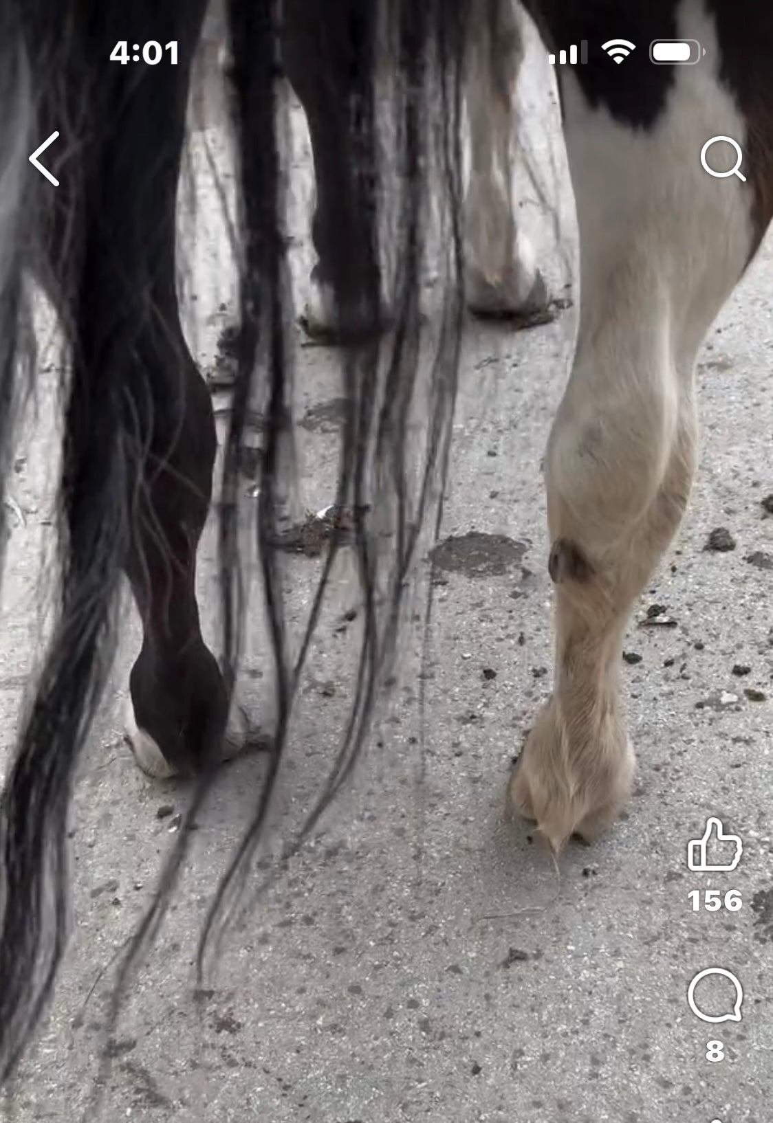 MoreAid Foal Mesh (sold individually)♻️