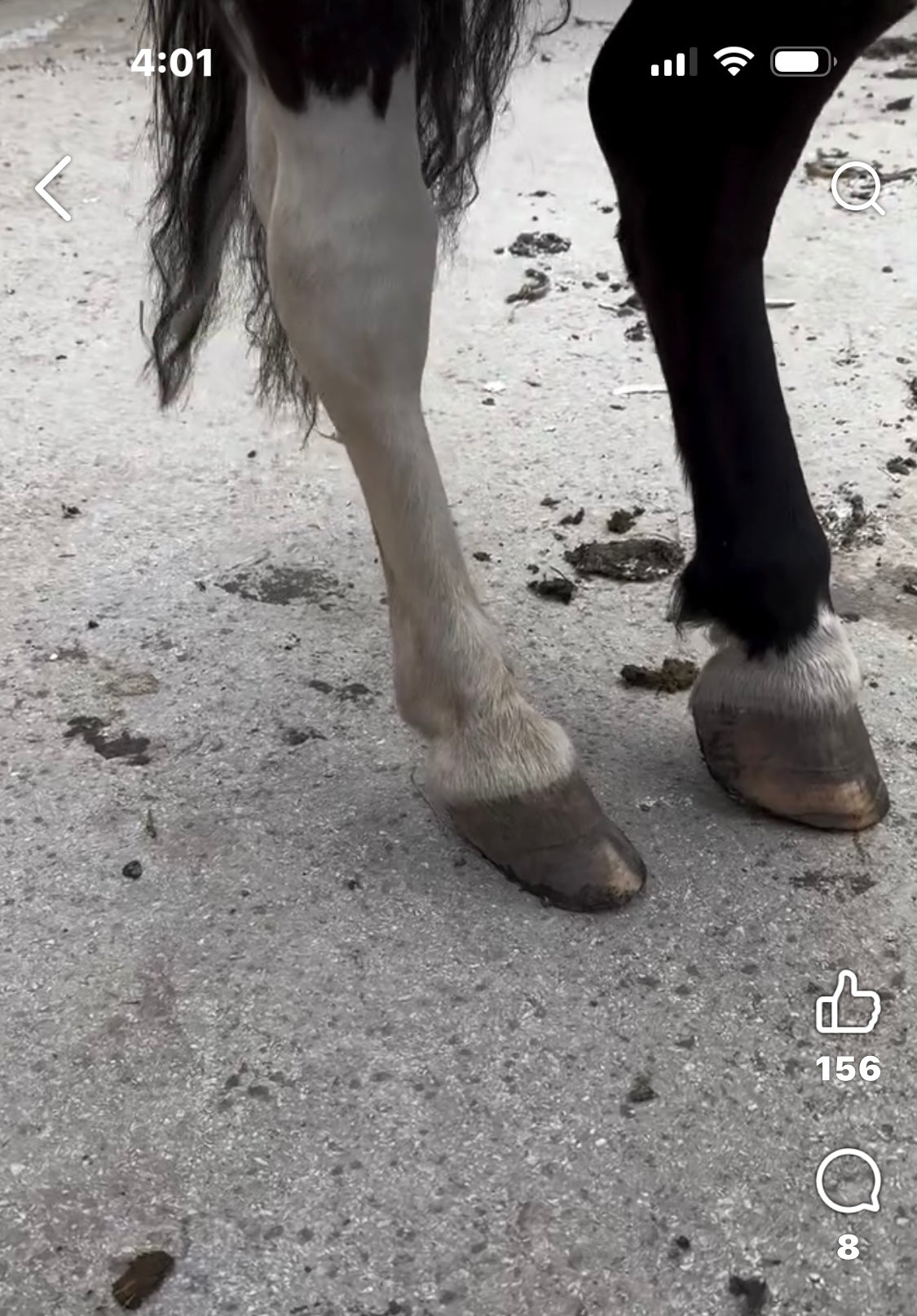 MoreAid Foal Mesh (sold individually)♻️