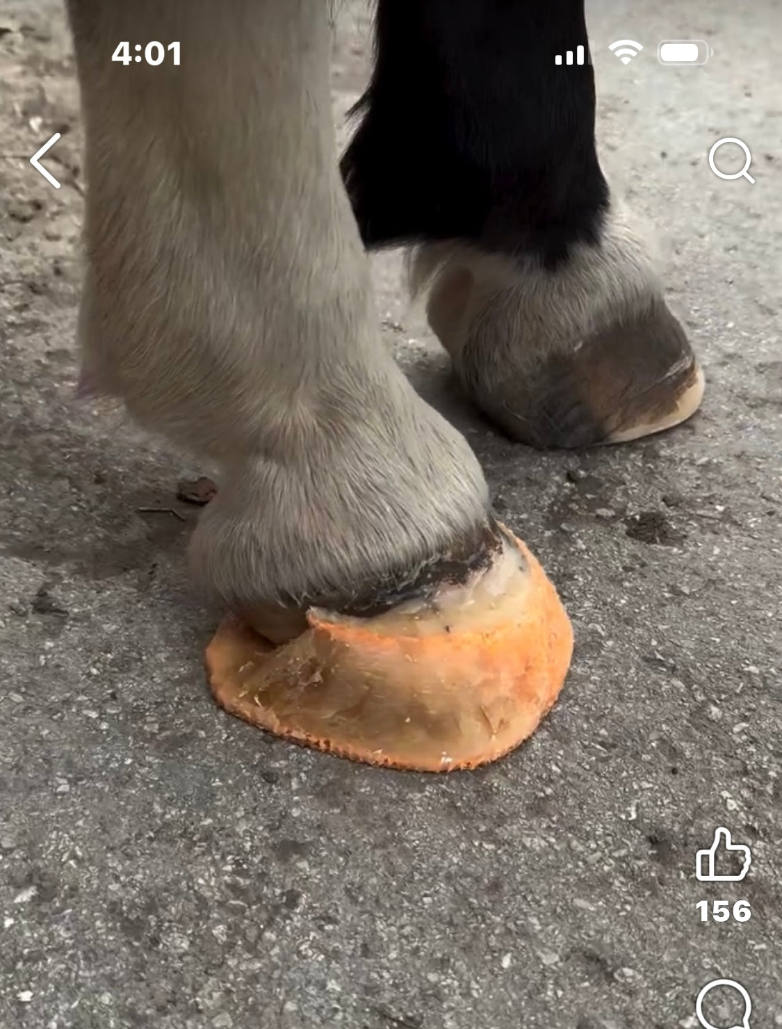 MoreAid Foal Mesh (sold individually)♻️